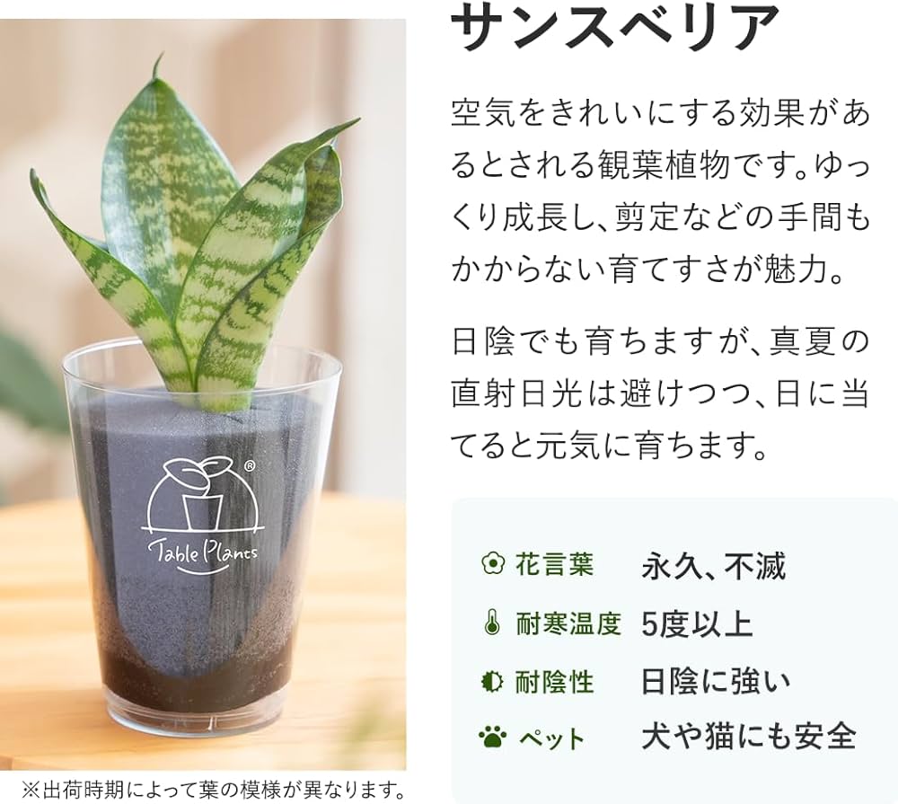 Amazon|【土を使わない観葉植物】テーブルプランツ(Table Plants Amazon|【土を使わない観葉植物】テーブルプランツ(Table Plants